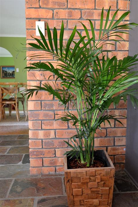 14 of the Best Indoor Palm Trees for a Tropical Vibe