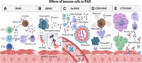 Immune Cells In Pulmonary Arterial Hypertension Heart Lung And