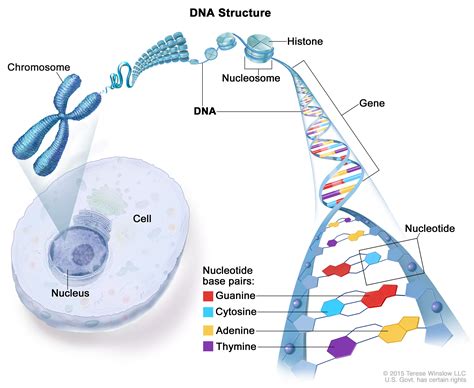 Definition Of DNA NCI Dictionary Of Cancer Terms NCI