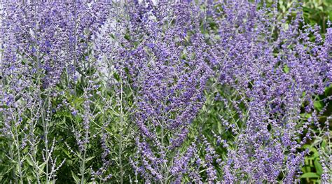 11 Varieties Of Russian Sage For Your Garden