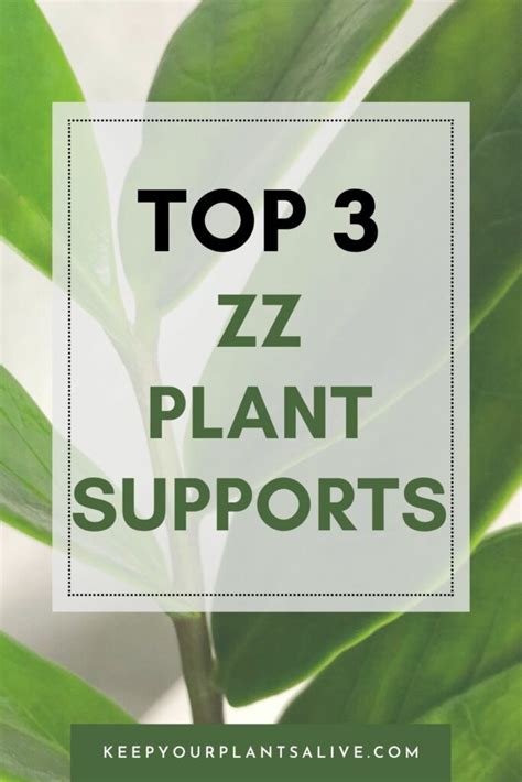 Top Zz Plant Supports To Keep Your Plant Upright Keep Your Plants Alive