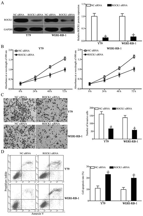 ROCK1 Knockdown Inhibits Proliferation And Invasion And Promotes