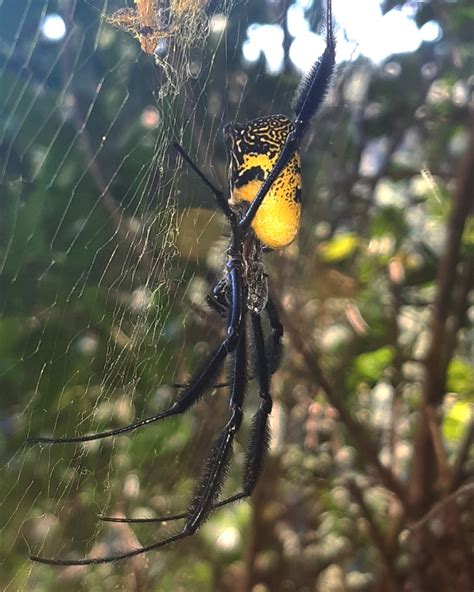 Hairy Golden Orb Weaving Spider From Cumberland Nature Reserve On March