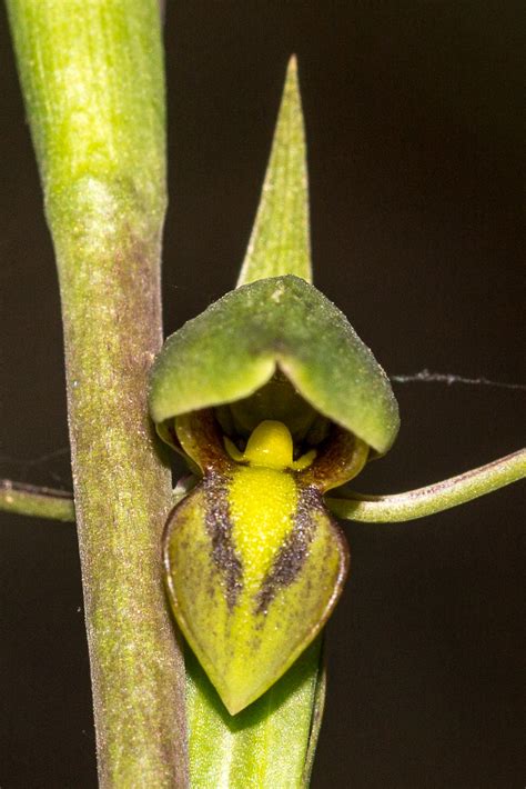 9 Flowers That Look Like Birds (With Photos) - Sonoma Birding