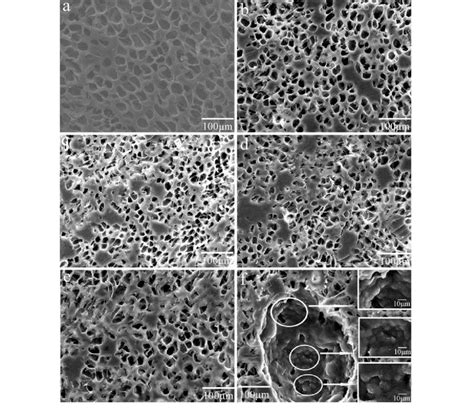 Sem Micrographs Of Foamed Pp And Ppnano Caco 3 Nanocomposites With