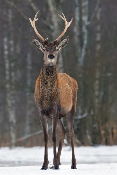 Cervos Nobres Vermelhos Do Veado Os Grandes Chifres No Campo De