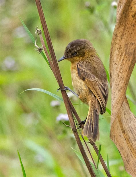 African Yellow Warbler Passerine Nature Photography