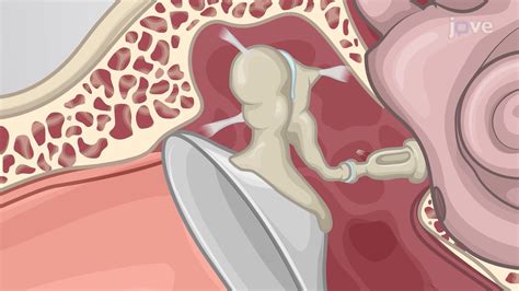 The Auditory Ossicles Concept Anatomy And Physiology JoVe