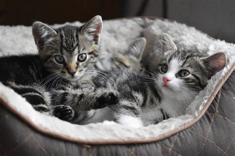 Adopter un chaton 5 conseils indispensables à son bonheur Race de Chat