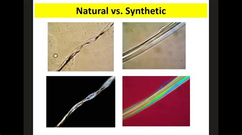 Hair Forensic Comparison