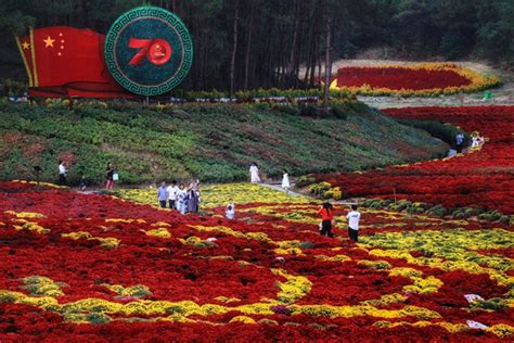 麻城菊花 福泽万家