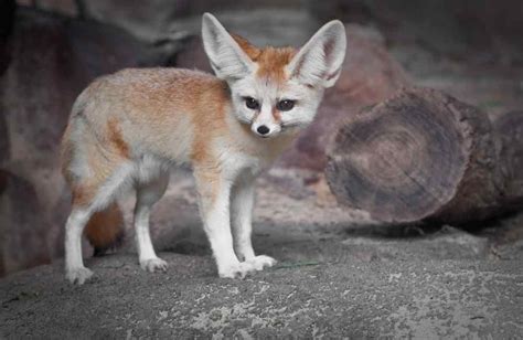 Fennec Fox Facts Appearance Habitat Diet And More Cool Kid Facts