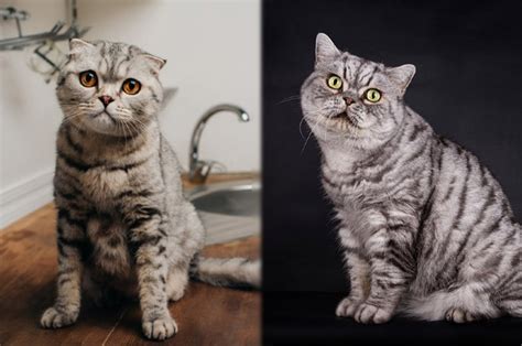 Scottish Fold British Shorthair Cat Mix Care Guide Pictures Info