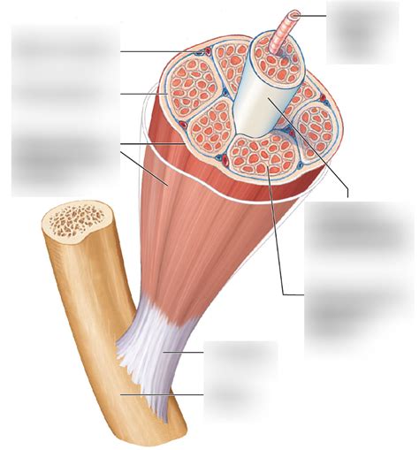 Anatomy & Physiology | Muscular System - Muscle Diagram | Quizlet