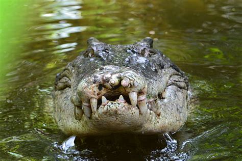 Royalty Free Australian Saltwater Crocodile Pictures, Images and Stock ...