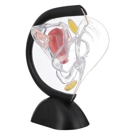 Buy Transparent Uterus Model Visible Human Vagina Anatomical Model