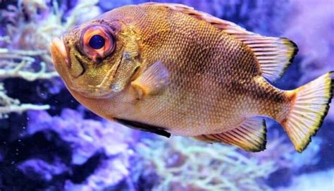 12 Amazing Fish With Big Eyes Wild Explained