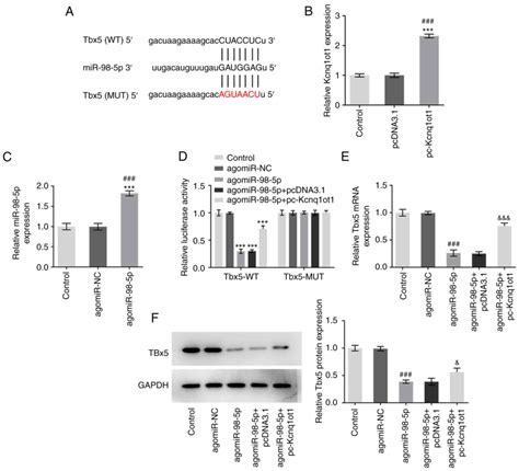 Lncrna Kcnq1ot1 Promotes Bone Formation By Inhibiting Mir‑98‑5ptbx5 Axis In Mc3t3‑e1 Cells