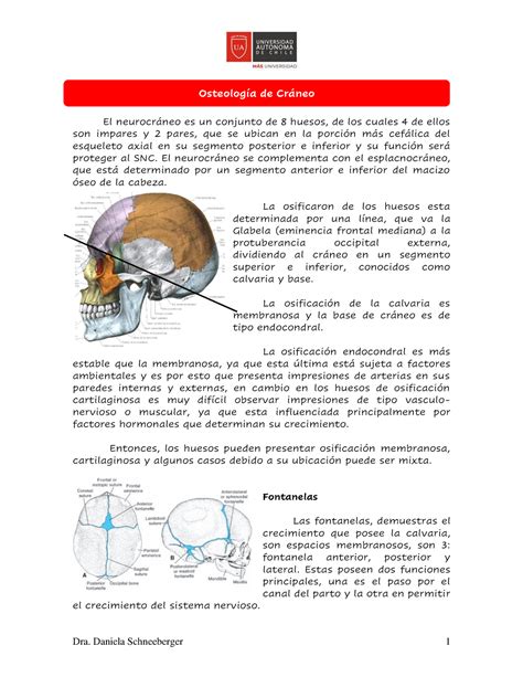 Huesos Del Neurocráneo Anatomia Ua Studocu