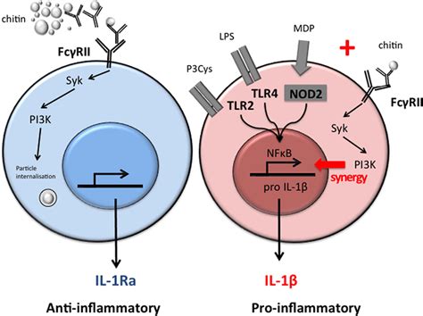 Model Of Chitin Induced Anti Inflammatory Il 1ra And Proinflammatory