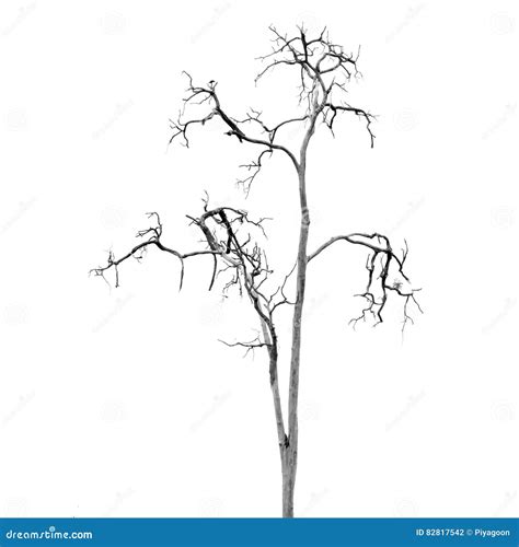 Arbre mort sans feuilles illustration stock Illustration du élément