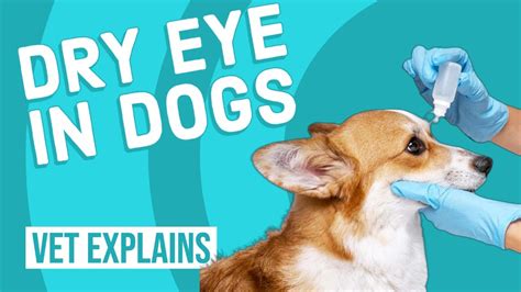 How To Treat Dry Eyes In Dogs Naturally At Roscoe Carlson Blog