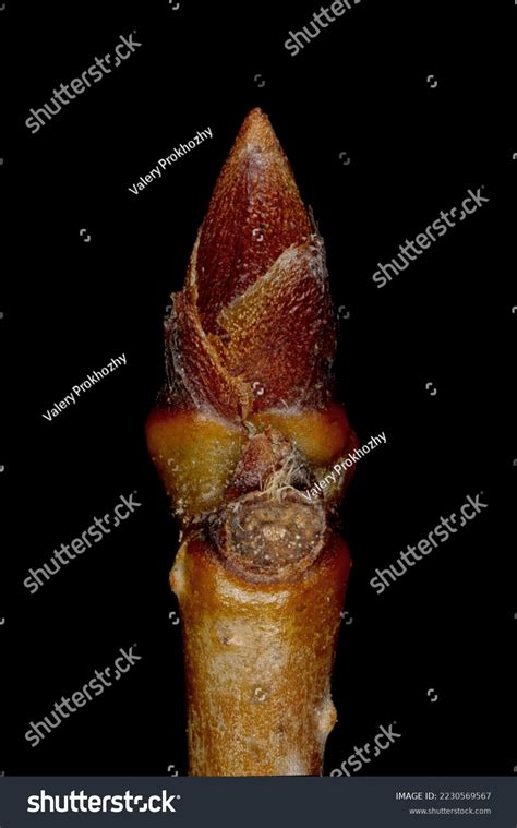 Dwarf Cherry Prunus Cerasus Terminal Bud Stock Photo 2230569567