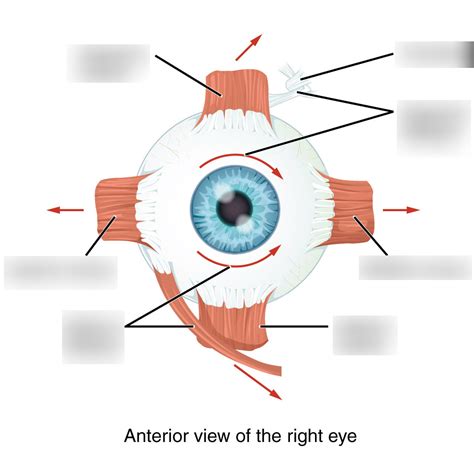 Extrinsic Eye Muscles Diagram Quizlet