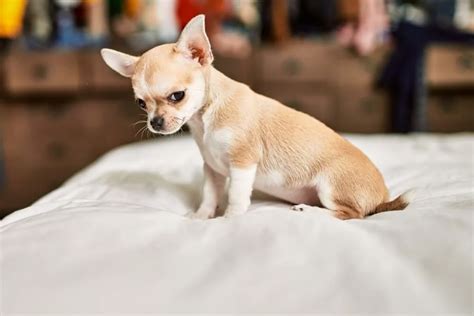 How Much Should Chihuahua Weigh