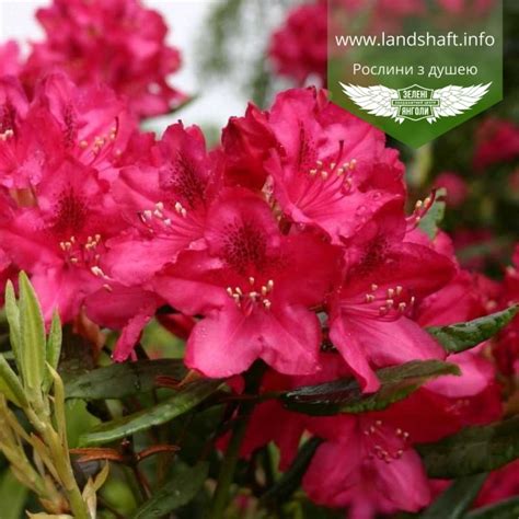 Rhododendron 'Nova Zembla', Рододендрон 'Нова Зембла'|landshaft.info
