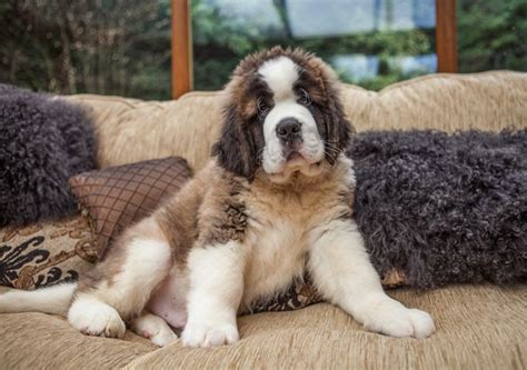 Saint Bernard Price Cost Range Where To Buy Saint Bernard Puppies 2024