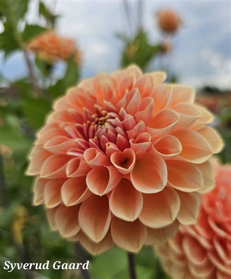 Dahlia Apricona Nyhet 2024 Syverud Gaard