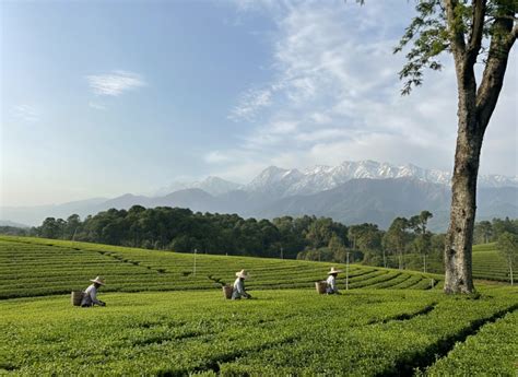 kangra tea health benefits history mountain legacy svamingo