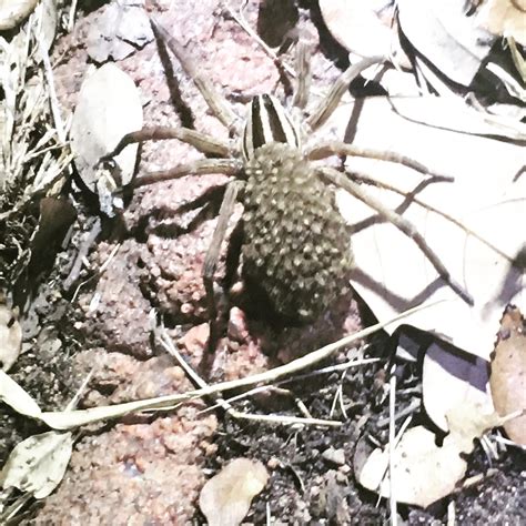 Wolf Spider With Babies