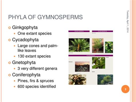 Ppt Gymnosperms The Life Cycle Of The Pines Powerpoint Presentation