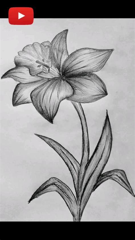 How To Draw A Lily Flower Lily Flower Drawing Tutorial For Beginners