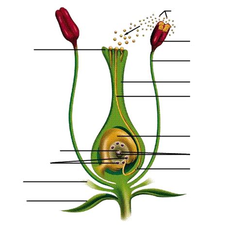 Pollination And Fertilization Diagram Quizlet