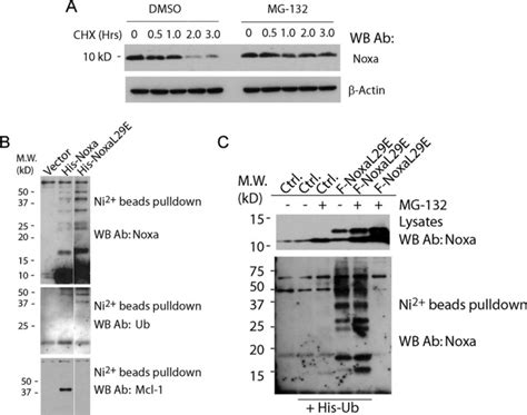 The Carboxyl Terminal Tail Of Noxa Protein Regulates The Stability Of