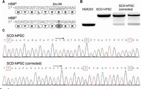 Figure 2 From Seamless Correction Of The Sickle Cell Disease Mutation