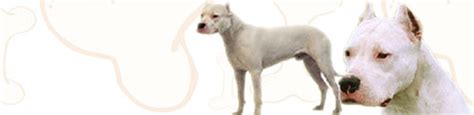 Dogs >> Dogo Argentino - Free Training Course on Dogo Argentinos