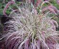 Cherry Sparkler Fountain Grass Pennisetum Setaceum Proven Winners