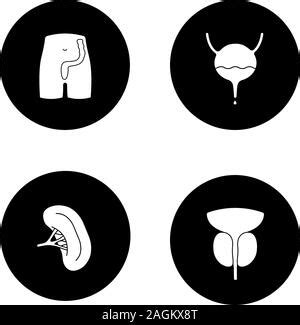 Prostate Gland And Urethra Glyph Icon Male Reproductive System Organ