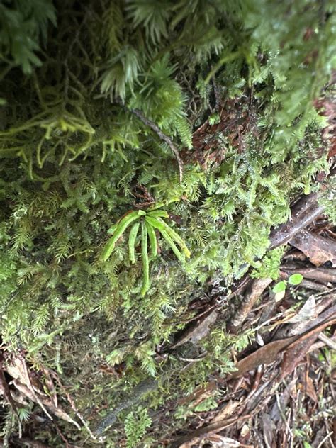 scleroglossum sulcatum  june   li yaung kuo inaturalist