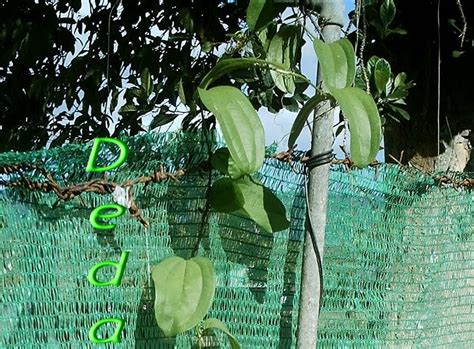 dedaun alam akar banar