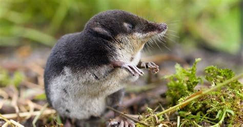 Shrew Pictures - AZ Animals