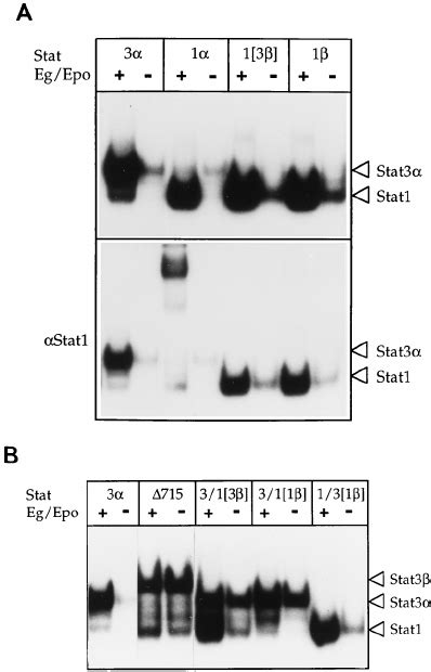 The Stat Amino Terminus Is Required For Constitutive Activation A