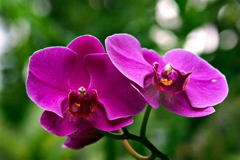 Phalaenopsis Storczyki Kwiaty Darmowe zdjęcie na Pixabay Pixabay