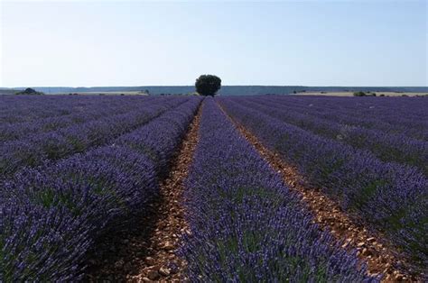 Campos De Lavanda En Brihuega Guadalajara Provincia Espa A Foto Premium