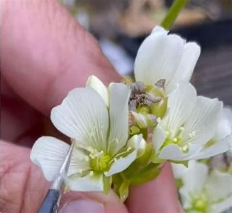 How To Pollinate Venus Flytrap Flowers Mi Flytraps