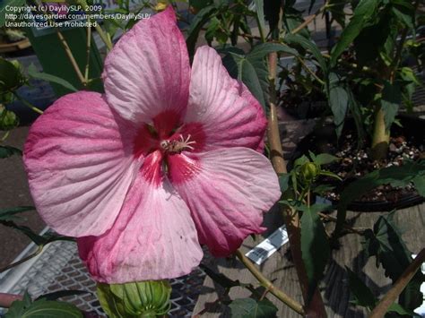 Plantfiles Pictures Hardy Hibiscus Rose Mallow Swamp Mallow Turn Of The Century Hibiscus